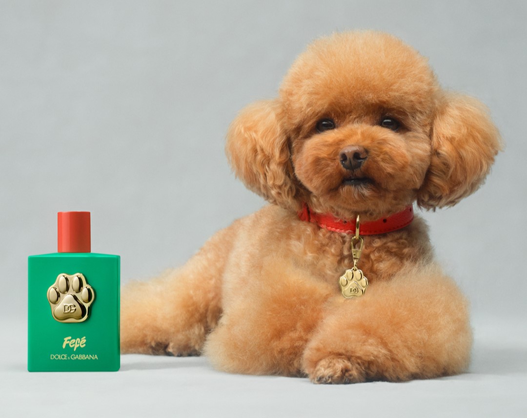 Dolce & Gabbana lança novo perfume – mas não é para humanos