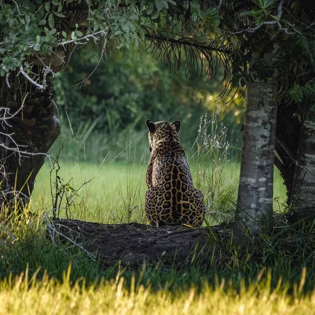 Recupera Pantanal: ONG Onçafari lança leilão online