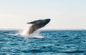 Temporada das baleias jubarte começa na Bahia