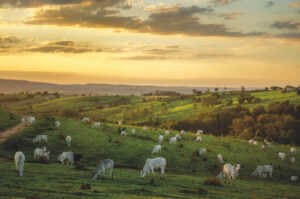 Revolução científica: o que há por detrás do crescimento da agropecuária